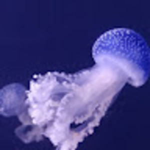 Meet your Posher, Kathryn